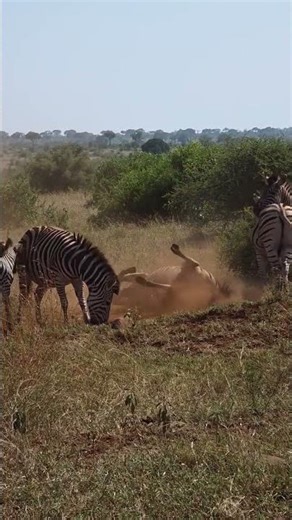 Beautiful Zebras taking a shower in the wilderness