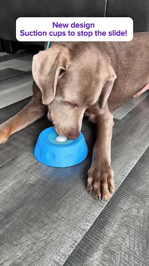 Upgrade Your Dog's Lick Bowl for Healthy Fun