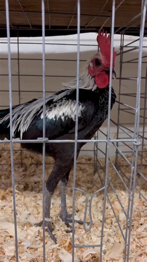 Farm animal fun at the 2025 Topsfield Fair! 🐮🐔🐴🐰 #topsfieldfair #topsfieldma #fblifestyle Read more about the Topsfield Fair here: https://l.masslive.com/ffs5bv | MassLive