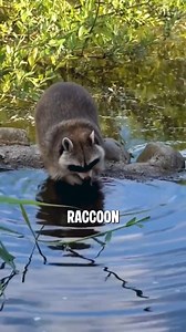 #Raccoons #WildlifeFacts #AnimalBehavior #NatureIsAmazing #FunFacts #DidYouKnow #AnimalLovers #WildlifeReels #NatureReels #CuteAnimals #RaccoonLife #WildlifeWonder #AnimalPlanet #SmartAnimals #NatureSecrets #AnimalFacts #RaccoonLove #ViralReel #WildlifeDiscovery #NatureVibes | SQ Unique Animals