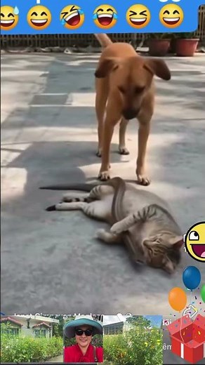 The Dog Trolls The Cat So Funny