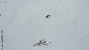 Unicellular organism Euglena under the microscope view.. Theme of laboratory biological research under microscope. Microscopic protozoa in drop of water magnification. Microcosmic background