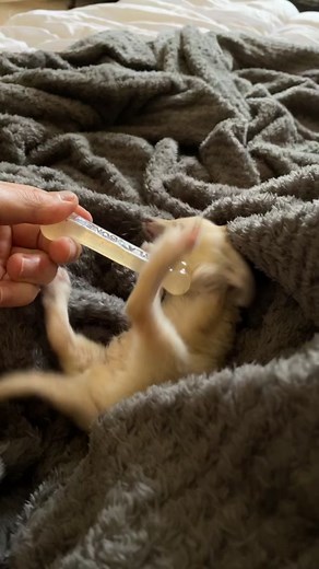 Baby Bedu 🥲 #bedu #happy #baby #play #fennecfox #animals