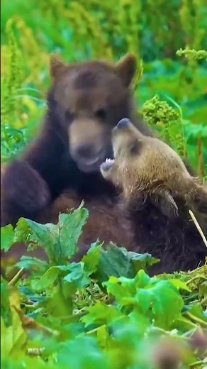 Epic Wild Bears Roaming Free 🐻 Majestic Nature #bearpower