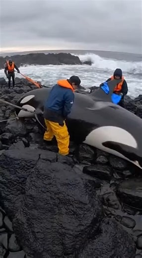 Orca Stranded on Rocks! 🐋 Killer Whale Rescue! | Wildlife Film AI