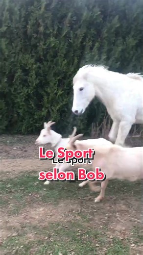 Lui en EPS il a toujours une escuse! #lob_lameche #lestutosdeloic #loicetlesanimaux #highland #highlandcow #lezoo #bouc #goat #pony #cheval #laflemme