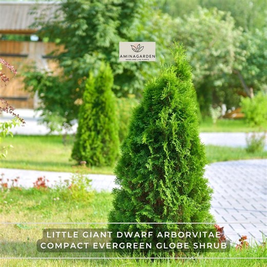 Little Giant Dwarf Arborvitae – 1 Quart Pot, Compact Evergreen Globe Shrub - Etsy