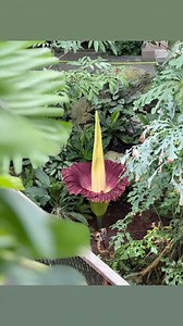 410K views · 6.1K reactions | Our corpse flower (Amorphophallus...