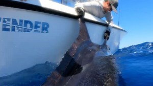 78K views · 379 reactions | Exmouth, Aus - Peak Sportfishing released a Grand Slam going 1-2 on Blue Marlin, 1-2 on Black Marlin and 1-2 on Striped Marlin. | Marlin Billfish | Facebook