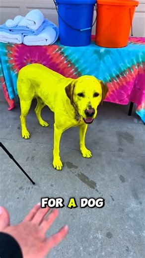 Yellow “Paint” Washes Off… Brown Labrador Revealed 😳 (Rescue POV)