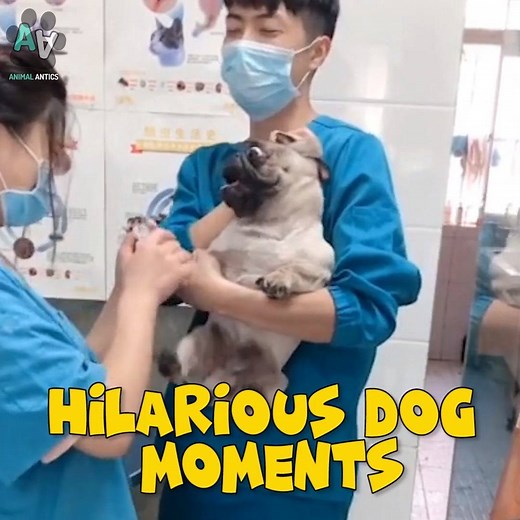 13M views · 188K reactions | This is why dogs are the best  | Animal Antics | Facebook