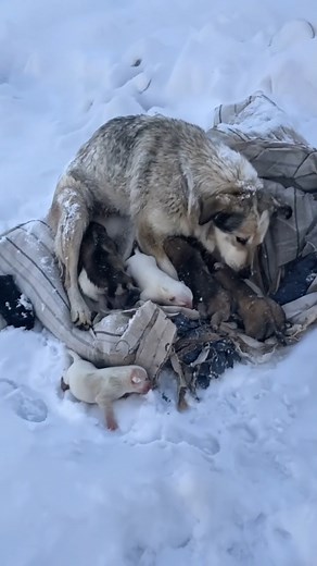 191K views · 2.1K reactions | A heartwarming rescue tale unfolds as a mother dog and her ten puppies triumphed over freezing temperatures, thanks to the efforts of caring individuals. Today, these once-vulnerable pups are vibrant and full of life, eagerly embracing their new loving families.—[Full story in 헰헼헺헺헲헻혁] | Healing Paws Project | Facebook
