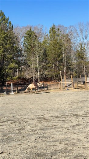 Having a super fun time developing this young stallion. He’s kind, biddable, and has a heart of gold. His try to please is unmatched. I’m beyond excited to get him in the ranch and ranch reining pen this spring/summer. | Alyssa Geraci