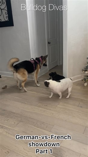 German-vs-French showdown #BulldogDivas #FrenchieLife #GermanShepherdMix #DogShowdown #GoofyDogs #DogPlayTime #DogMomLife #PetReelsDaily #DogTok #FunnyDogReels #DailyDogChaos #SnortSquad | Bulldog Divas