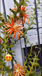 Cactus 🌵 serrucho 🧡 | JMundo De Colores