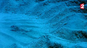 24K views · 571 reactions | Et si on avait trouvé le plus grand artiste du monde animal ? Ce minuscule fugu japonais réalise un véritable chef d'oeuvre pour impressionner la femelle qu'il convoite. Ce soir à 20h55, FRANCE 2 vous propose de découvrir un documentaire exceptionnel : "La vie sauvage". | France Télévisions | Facebook