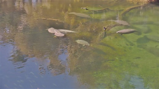 Happy Sunday! Here's a cute video recently recorded with our webcams at Blue Spring State Park of a manatee mother nursing one calf, only to then pick up and nurse another calf! Watch the manatees live at ManaTV.org! | Save the Manatee Club