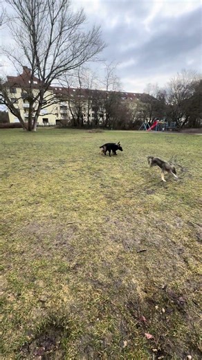 Nela #njemačkiovčar