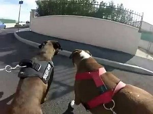 2 magnifiques chiens de garde Boxer en promenade