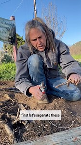 KYOHO Grape PROPAGATION this is the very basics of what I do to propagate these grape plants . it’s pretty simple and self explanatory, I will upload one more video on it but this is the gist of it guys #grapes #kyoho #kyohograpes #propagation #plantpropagation #fruit #delicious #hardtofind #plants #lilpatchofheaven #sandiego #ramona #farm #propagating #gardentips #propagationtips | Lil Patch Of Heaven