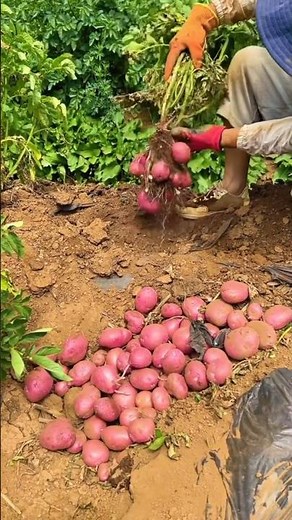 Planting Red potatoes Tutorial #agriculture #farming #shorts