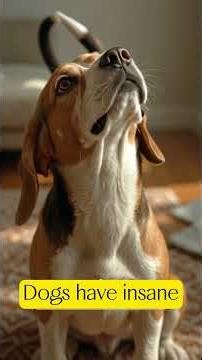 😳🐶 Dogs React Faster Than Humans (You Won’t Believe This)