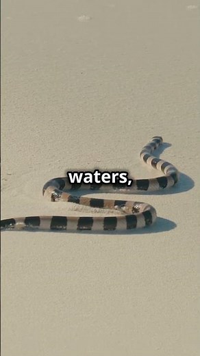 Watch out for the deadly sea snake in Australia