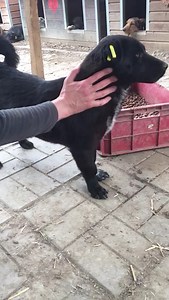😍 Der kleine SCHNUCKEL kam sofort auf seinen Dackelbeinchen angerannt, als wir den Kennel betraten. Ein ganz offener und fröhlicher kleiner Kerl, der die Menschen liebt und total verschmust ist. Für so einen Schatz muss sich doch ein Zuhause finden... 📍 SCHNUCKEL wartet im Tierheim Bucov 🖋️ seine Beschreibung: https://prodogromania.de/alle-hunde/schnuckel/ 📝 Ablauf bei Interesse: http://prodogromania.de/vermittlungs-ablauf/ 📧 Kontakt bei Fragen: info@prodogromania.de | Hilfsprojekte Pro Dog