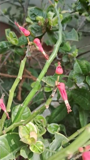 bird flower// Devil's Backbone's flower