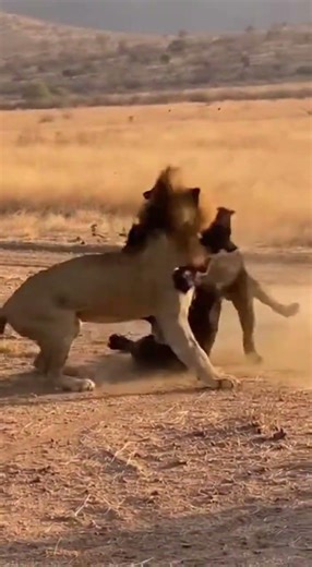 Lion vs Báo Đen: Epic Fight Caught on Camera! 😱