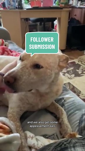 Five By Five Canine on TikTok
