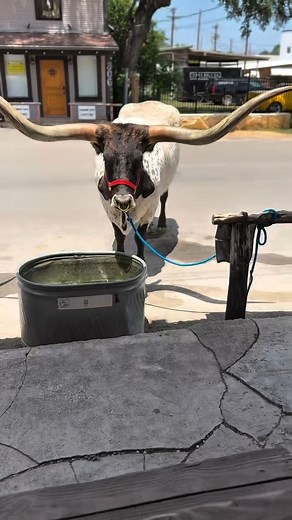 24K views · 664 reactions | POV: Just another day in the Cowboy Capital of the World #banderacowboycapital #banderatexas #visitbandera video by 11th Street Cowboy Bar | Bandera, Texas, "Cowboy Capital of the World" | Facebook