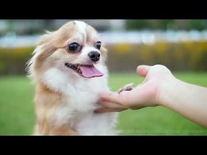 How do I tell if my dog dislocated her shoulder?