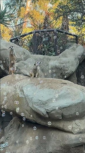 Children's Bubble Machine