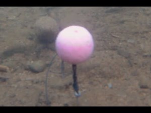 How to tie an effective and simple pop up carp rig