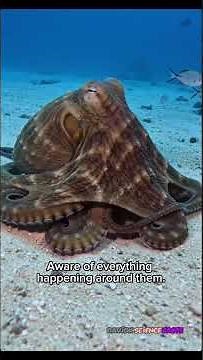 🐙 Why the Blue-Ringed Octopus Is Feared Worldwide 😱