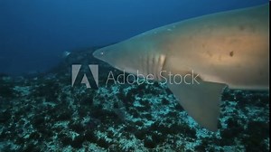 Ragged tooth shark (sand tiger shark) swimming over reef at Aliwal Shoal, Durban, South Africa