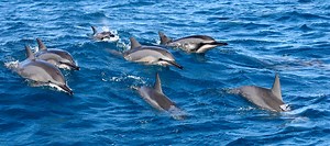Lanai Dolphin Adventure | Lanai Snorkeling | Maui Adventure Cruises
