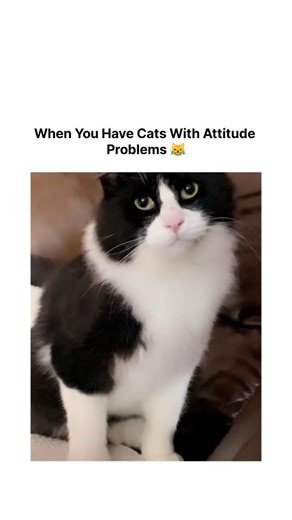 Funny Cat Videos on Instagram: "Cats with attitude issues 😹 . . . #cat #catsofinstagram #funny #attitude #catlover"