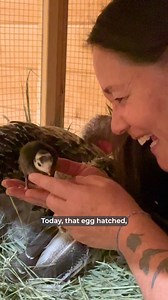 Surprise: We just had a baby! Founder Ellie Laks explains how it happened ❤️ While we never breed at The Gentle Barn so that we have space for more rescues, an extremely rare accident happened while founders Ellie & Jay L Weiner were driving to Colorado to rescue our horse Marley, and now this perfect baby turkey hatched in our barnyard. They'll be loved and honored for the rest of their life, just like all the animals we take care of. They'll grow up without fear, alongside their mother Brave, 