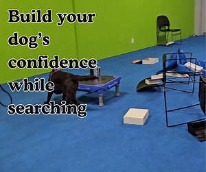 Add some Nose Work® skills in the New Year! Build your dog's confidence while searching, or enhance their problem solving skills, while getting out of the cold and having fun with your dog. These four-week classes are designed for dogs who have taken a K9 Nose Work® class, or equivalent. Your dog can search for food/toys or essential oils. K9 Nose Work® Games: Confidence starts at 6:00 pm on Thursday, January 22nd. K9 Nose Work® Games: Problem Solving starts at 7:45 pm on Thursday, January 22nd.