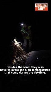 This highway in the desert saves drivers from hours of bumpy travel, while this group of sand control workers prevents it from getting buried in the sand. Follow the journalists in this video as they venture into the heart of China's largest desert, the #Taklimakan, to witness the workers' efforts in protecting the road. #EcoChina #ThisisXinjiang #StoryofChina | Xi's Moments