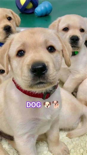 Dogs#Dog scientific name is Canis lupus familiaris#Aninmal