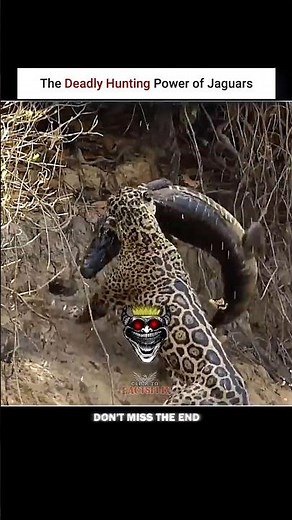 || The Deadly Hunting Power of Jaguars! #wildlife #trending #viral..