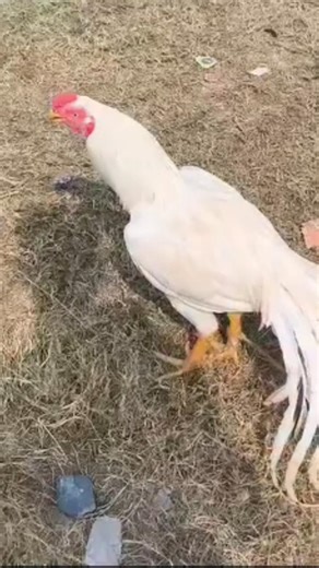 Very Beautiful Parrot-beaked Aseel Rooster 😍