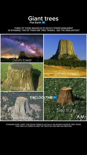 Unveiling The Mystery: Who Cut The Giant Ancient Trees?