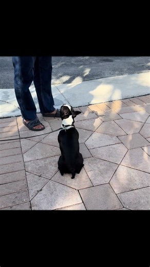 Bella está con nervios y no la culpo mirando lo que está abajo @AFVofficial #funnydog #funny #puppy #afv #dogsoftiktok