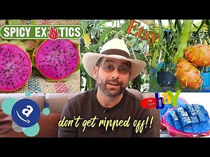 Where to buy your Dragon Fruit Cuttings and 4 tips on how to not get ripped off