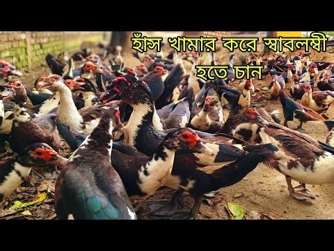 সফল হাঁস খামারি হতে চান আজকের ভিডিওটি দেখুন। Best Duck Farming video.
