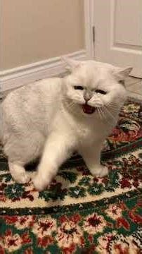 Mewtwo is happy and angry at the same time 😅#cat #happy #cats #angry